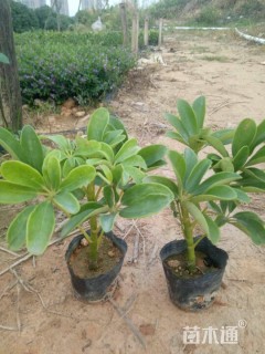 高度15厘米鸭脚木