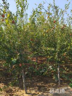 高度250厘米石榴