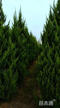 高度250厘米龙柏