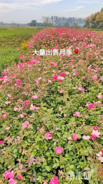 高度50厘米丰花月季