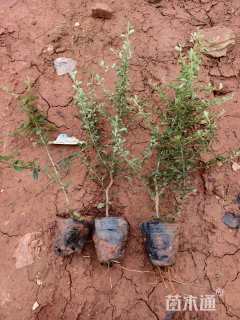 高度30厘米火棘