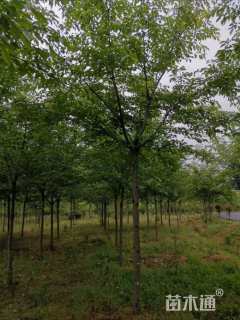 12公分染井吉野樱