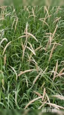 高度20厘米白茅