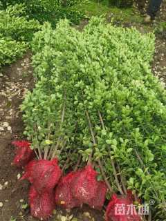 高度150厘米北海道黄杨