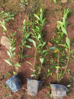 高度30厘米小叶栀子小苗