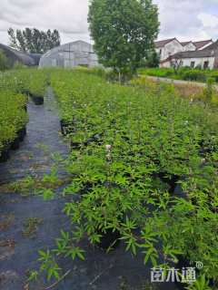高度30厘米穗花牡荆