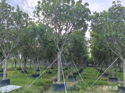 15公分红花玉蕊