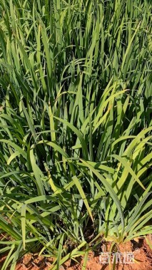 高度30厘米黄花鸢尾