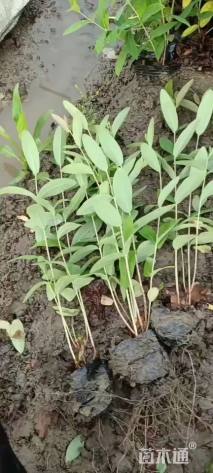 高度40厘米金丝桃