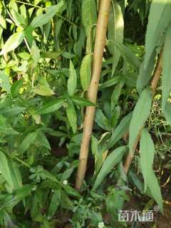 高度50厘米桃树小苗