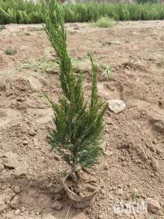 高度40厘米小龙柏