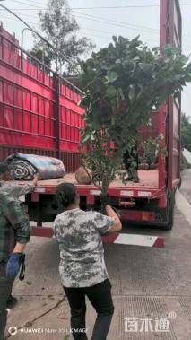 高度100厘米红花三角梅