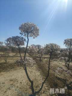 12公分造型红叶李