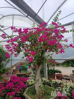 高度60厘米三角梅