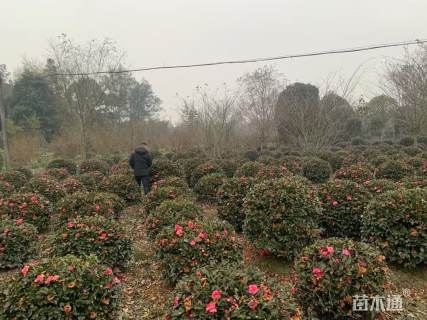 冠幅120厘米茶梅球