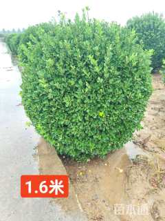 冠幅1厘米大叶黄杨球