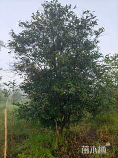 高度350厘米茶梅