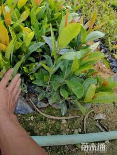 高度30厘米龙船花