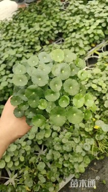 高度15厘米铜钱草