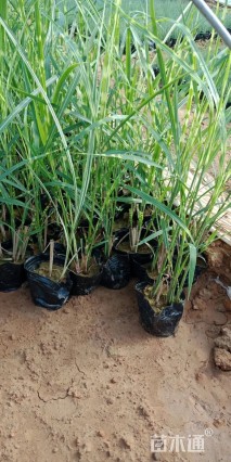 高度40厘米斑叶芒