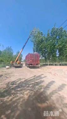 28公分绚丽海棠