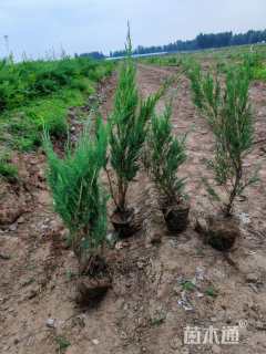 高度70厘米沙地柏