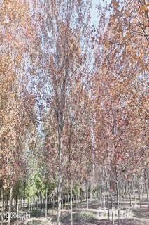 11公分美国红枫