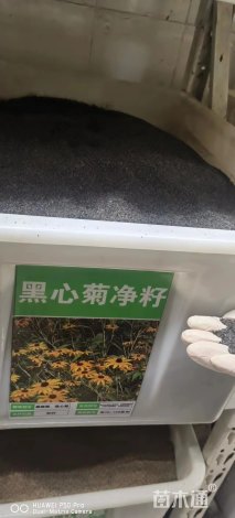 黑心菊种子