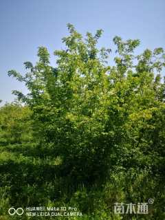 6公分茶条槭