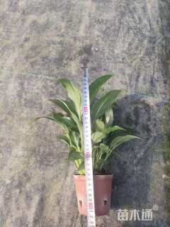 高度20厘米白掌