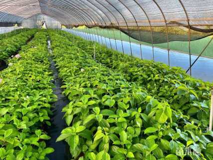 高度20厘米无尽夏绣球