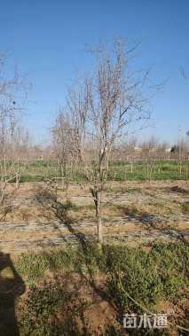 高度250厘米石榴