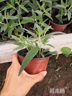 高度20厘米墨西哥鼠尾草