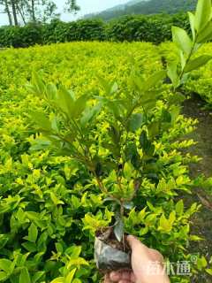 高度30厘米金森女贞