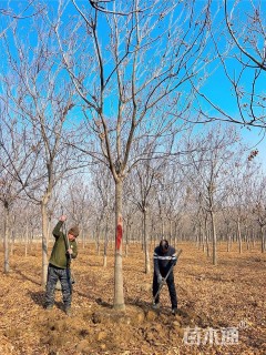 13公分黄山栾树