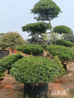 高度170厘米火棘