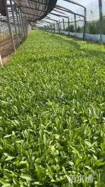 高度30厘米金鸡菊