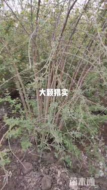 高度120厘米猥实