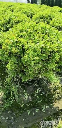 冠幅120厘米金边黄杨球