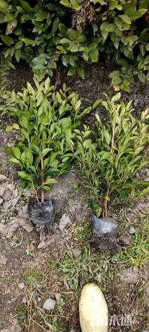 高度55厘米蚊母