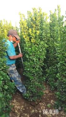 高度180厘米北海道黄杨柱