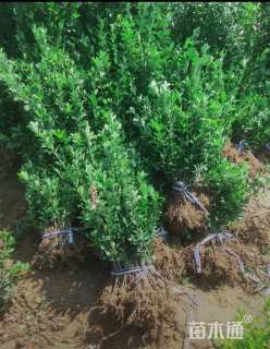 高度20厘米大叶黄杨