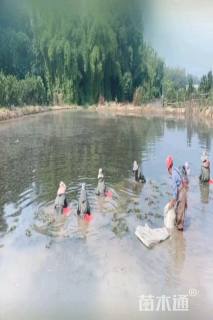 高度15厘米苦草