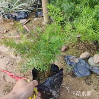 100厘米天门冬