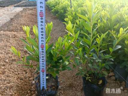 高度25厘米杜鹃