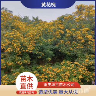 2公分黄花槐
