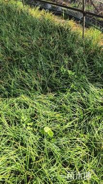 高度10厘米麦冬