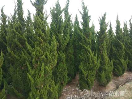 高度150厘米蜀桧