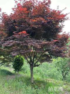 10公分中国红枫