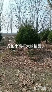 30公分(5杆)丛生朴树